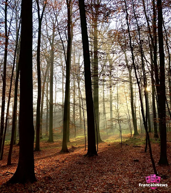 balade en forêt pendant les vacances toussaint 2026, lumière d'automne entre les hêtres