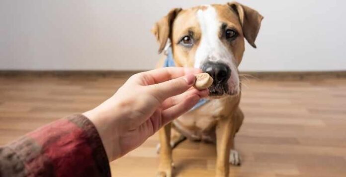 Les Friandises Naturelles pour Chiens