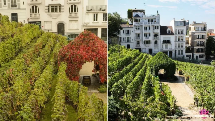 les vignes du Clos Montmartre pendant la fete des vendanges de montmartre 2026 à Paris