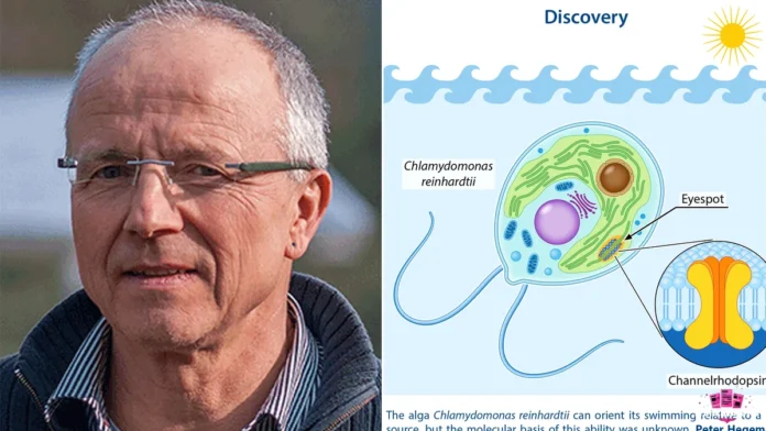 georg nagel en portrait et l'algue verte Chlamydomonas avec sa channelrhodopsine sensible à la lumière