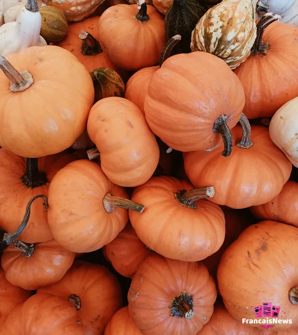 citrouilles et courges d'automne pour les vacances de la toussaint 2026 et Halloween