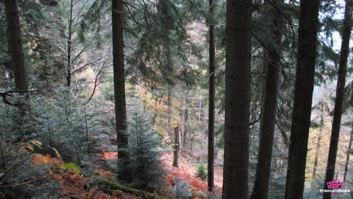 vacances toussaint 2026 en Alsace, forêt de montagne aux couleurs dorées de l'automne